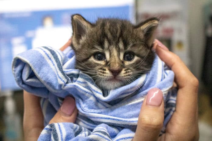 kitten wrapped in blanket being held