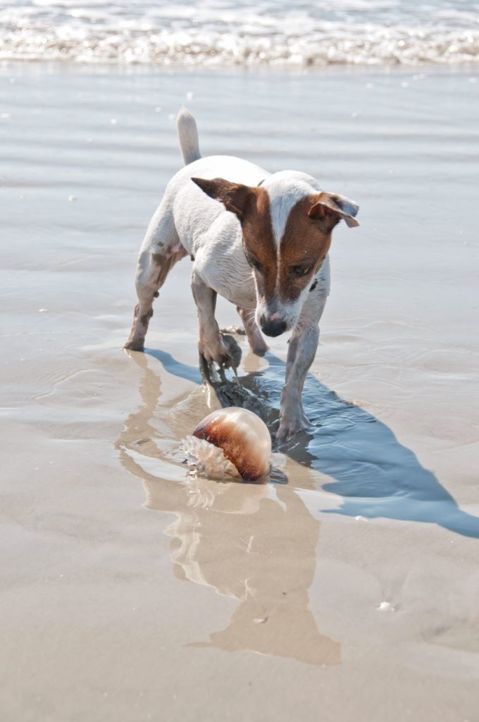 dog playing with shell at the beach