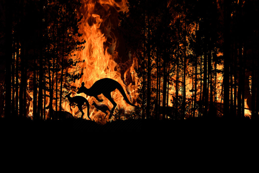 Bush fire In Australia Forest Many Kangaroos And Other Animals Running Escaping To Save Their Lives,from this climate extreme event
