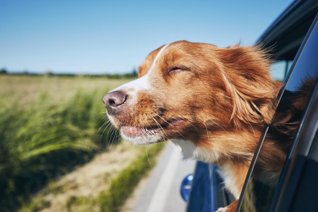 Dog travel by car. Nova Scotia Duck Tolling Retriever enjoying road trip.