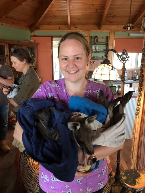 A Canberra Pet Rescue volunteer Amanda with three joeys in blankets