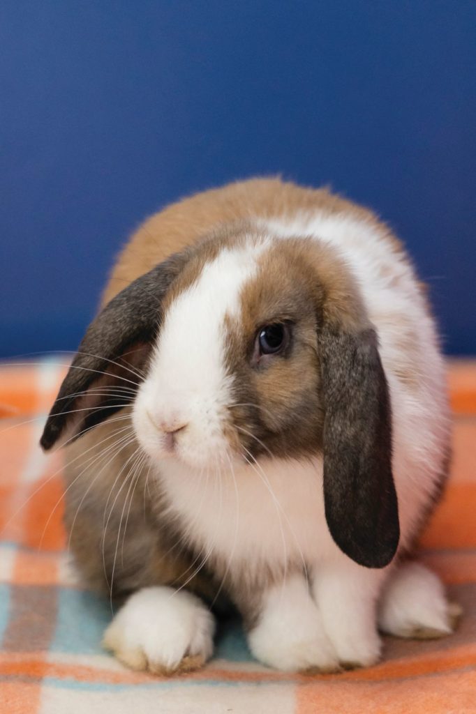 buttons the bunny posing for a photo at the RSPCA clear the shelter event