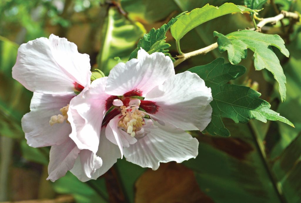 Hibiscus syriacus, or rose of Sharon, is a hardy shrub to 4m with beautiful trumpet shaped flowers during summer.