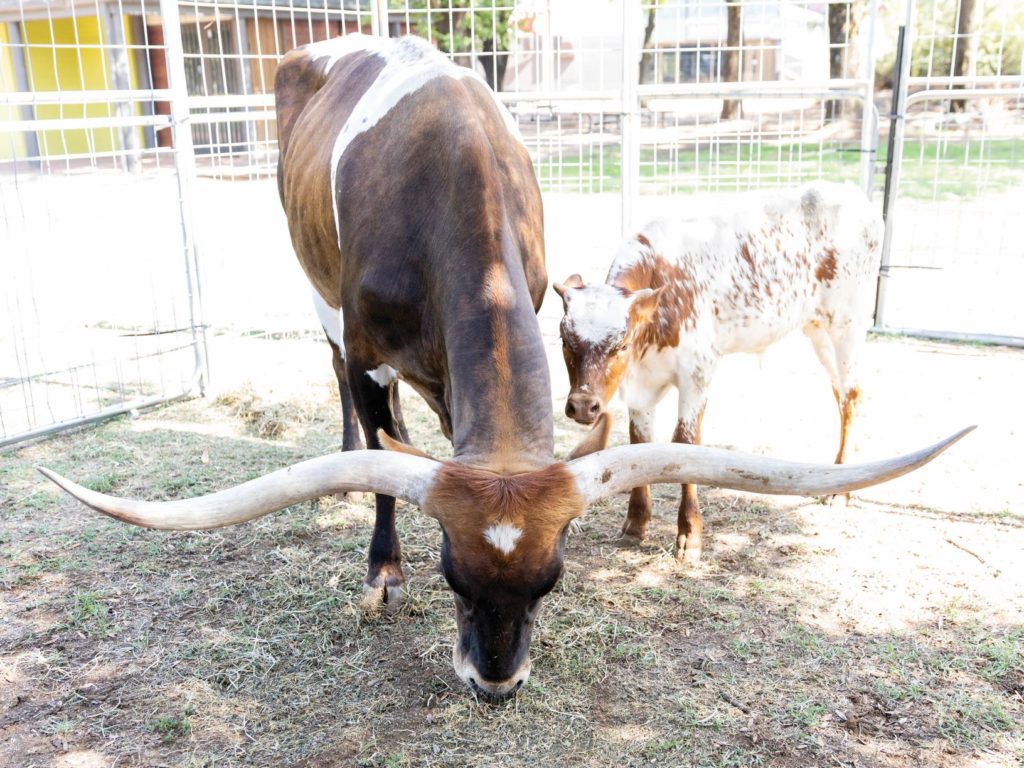 texas longhorn at The ActewAGL Royal Canberra Show