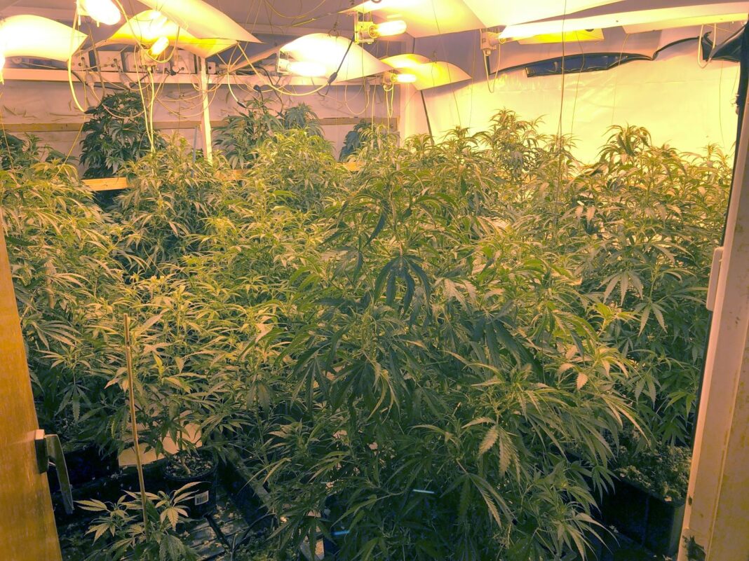 31 cannabis plants growing inside a house in the Canberra suburb of Higgins