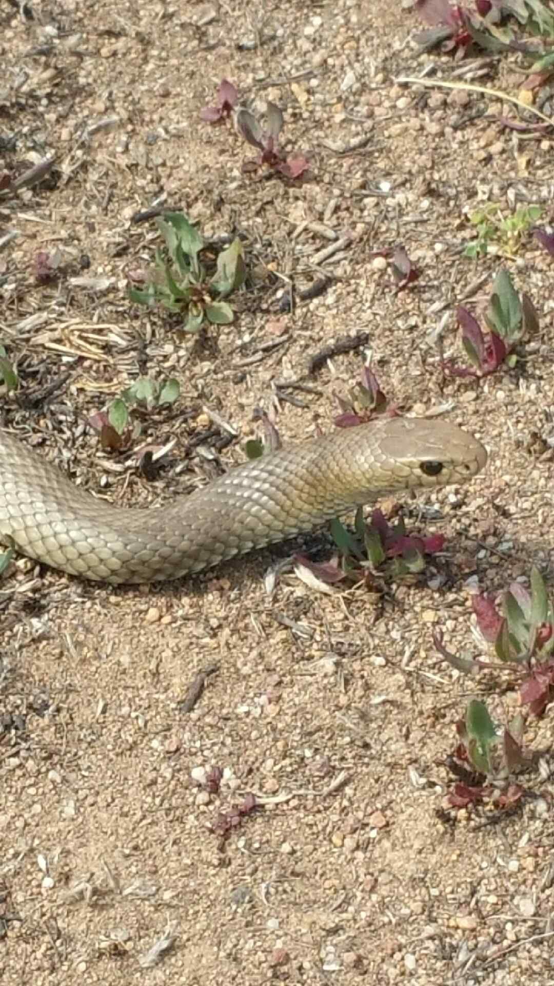 Snake warning | Canberra Daily