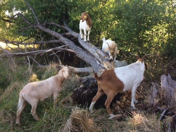 goats grazing near a dead tree