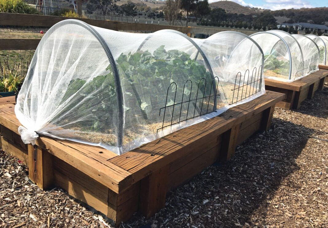 turnip raised bed