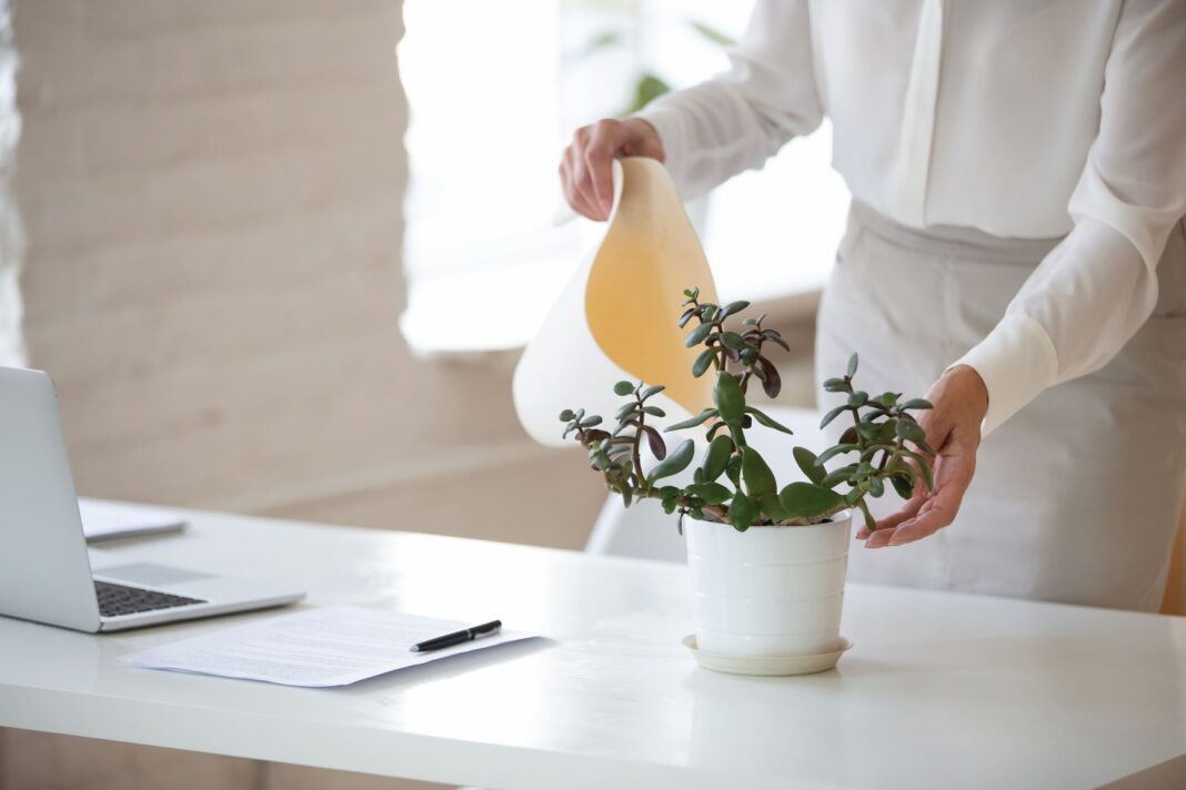 woman pouring water onto a plant