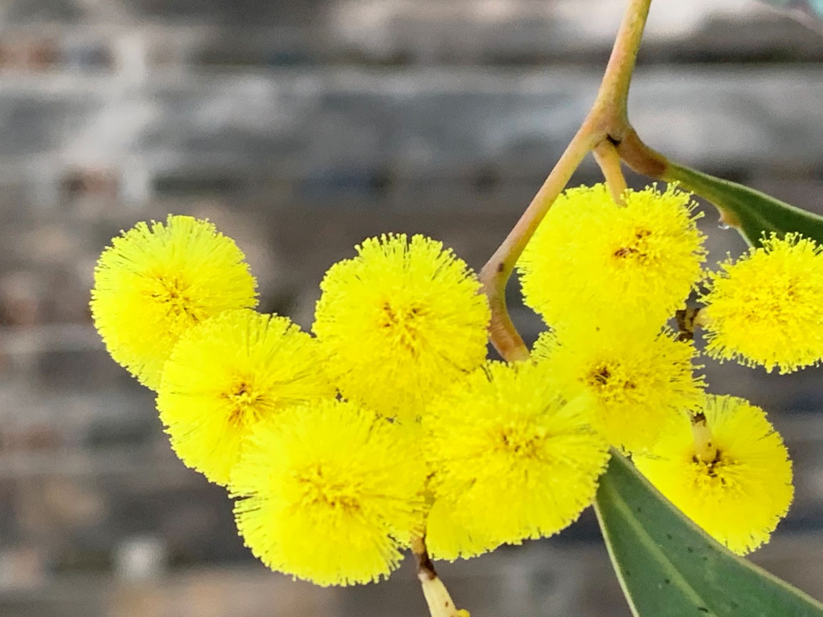 Canberra to light up gold for National Wattle Day Canberra Daily