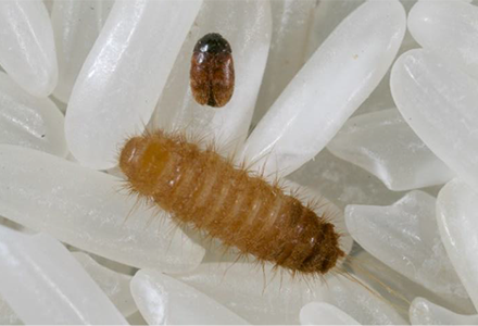 Small brown beetle and furry larvae among grains of rice