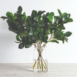 green leaf plant in a vase