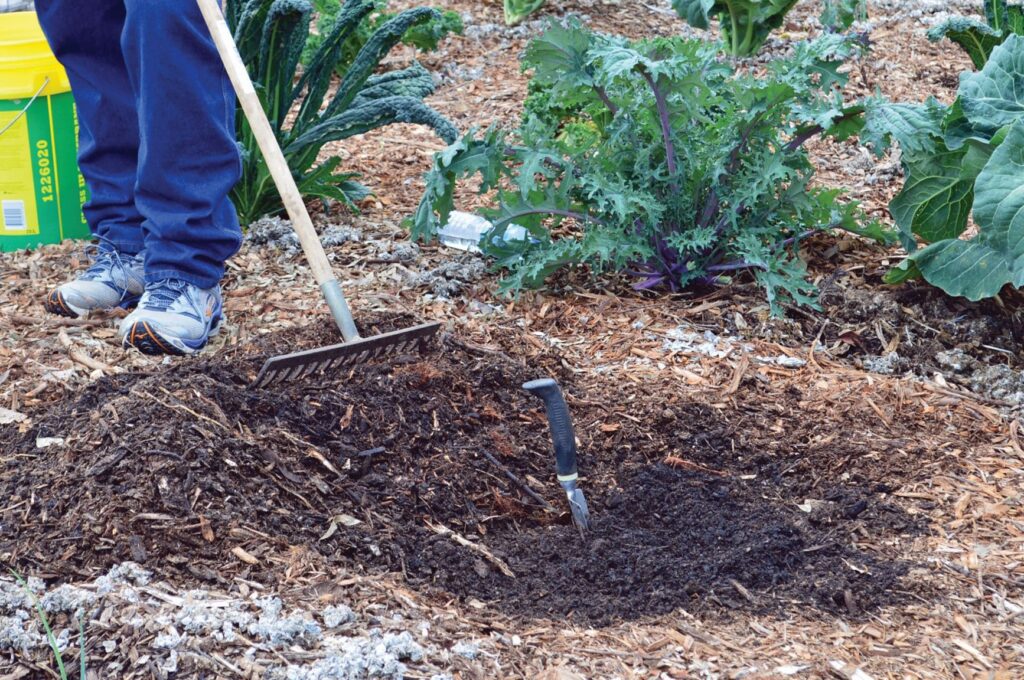 woman raking the soil for planting