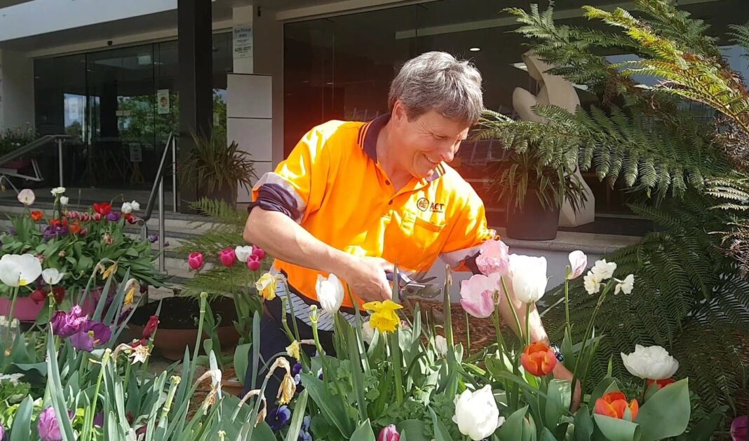 Floriade’s head gardener Andrew Forster cuts tulips to gift to nursing homes and hospitals.
