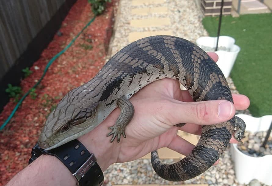 hand holding a Blue-tongue lizard