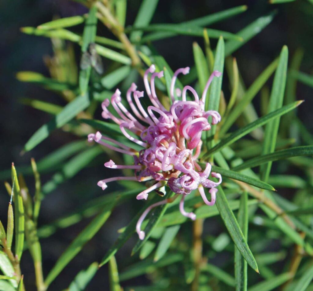 Grevillea ‘Amethyst’ flower