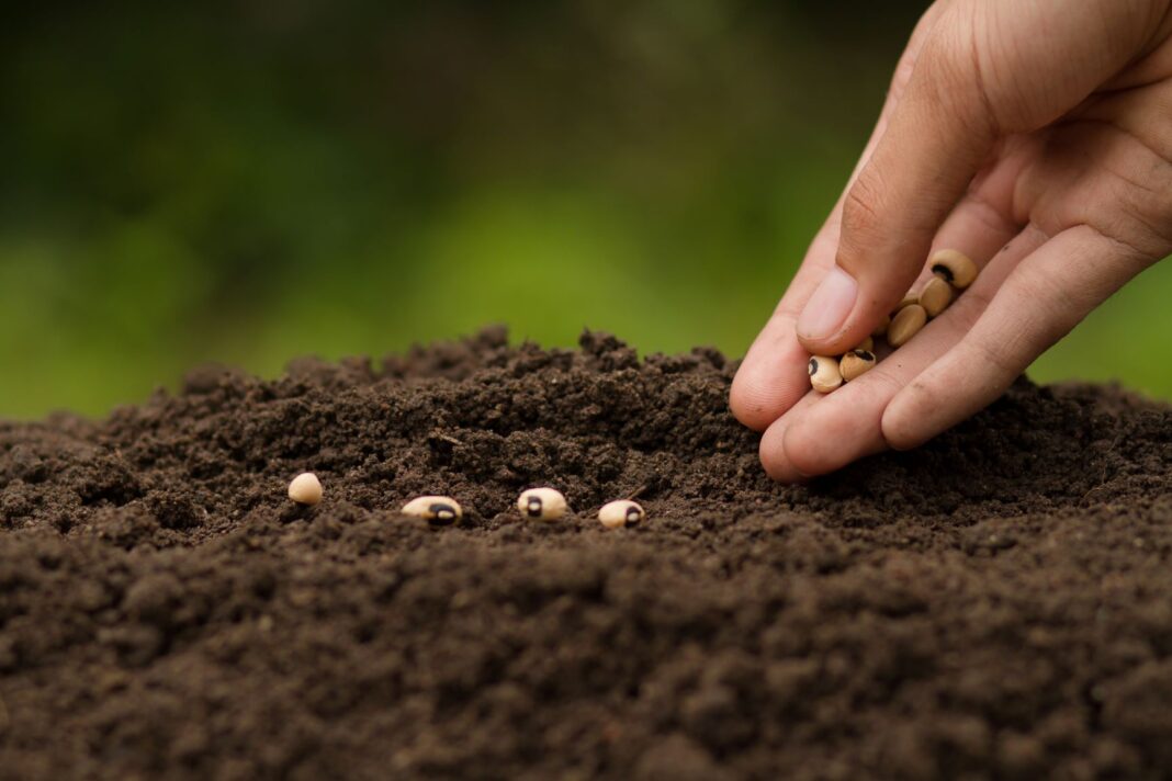 hand putting seeds into soil