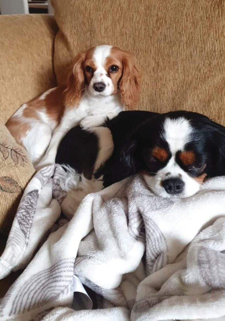 two dogs on a couch