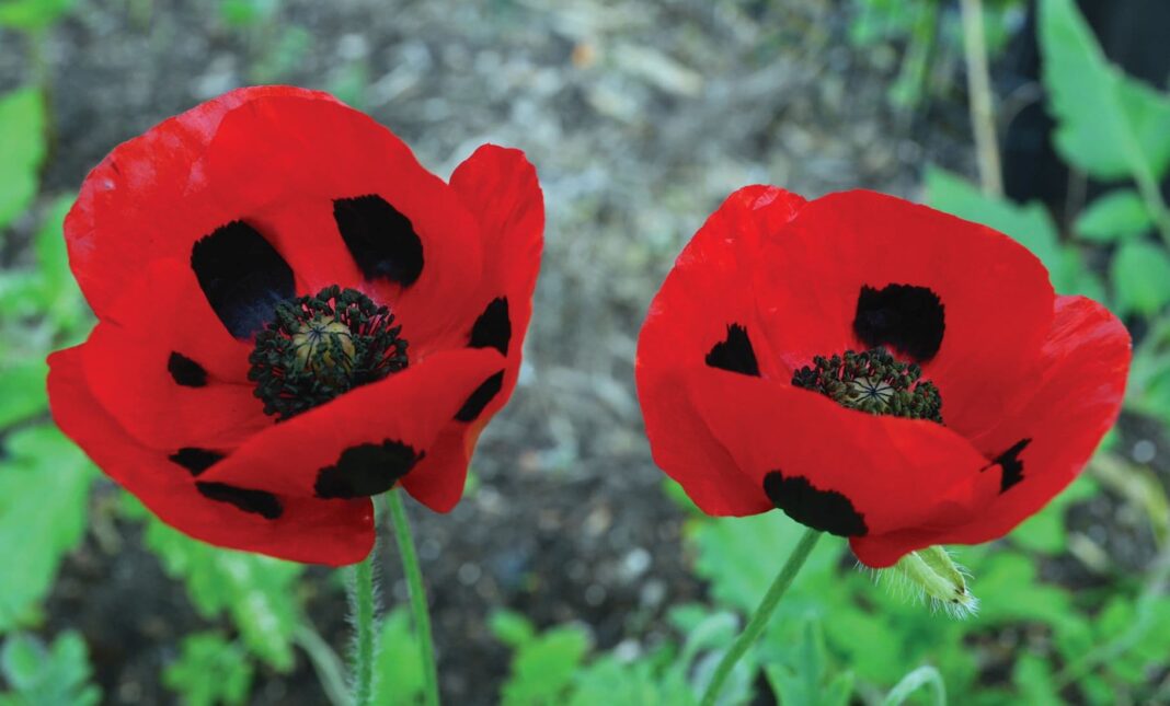 two poppies