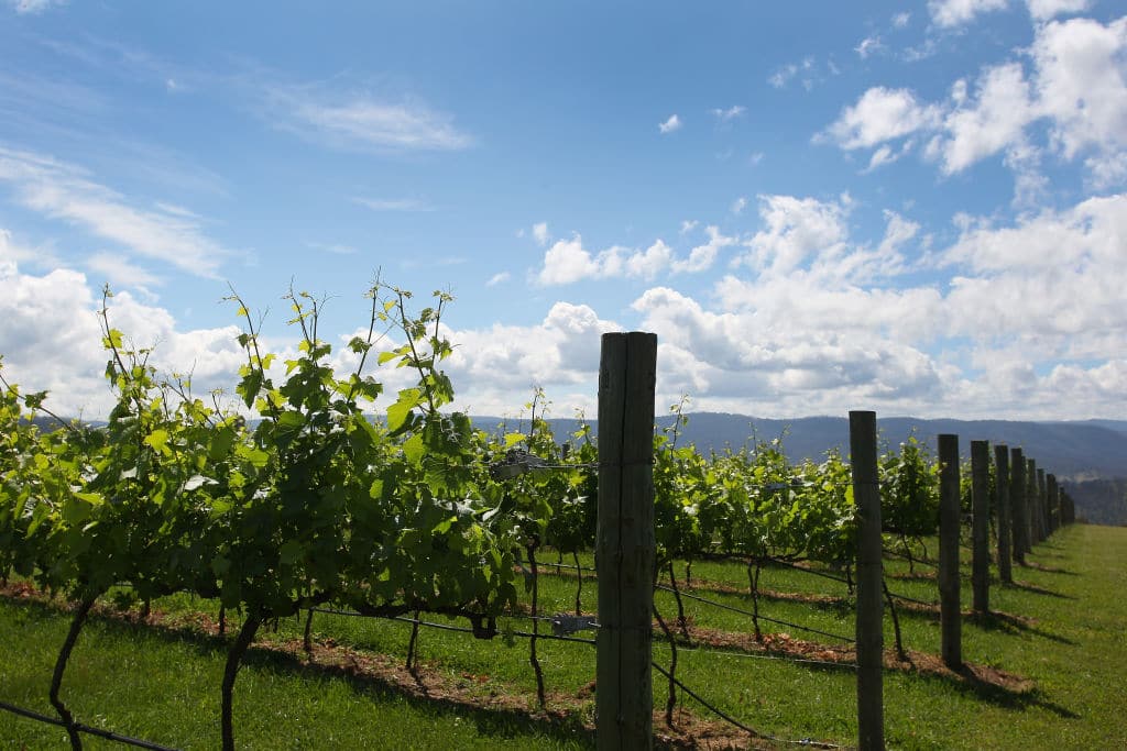 A general view of the remaining vineyard at Obsession Wines