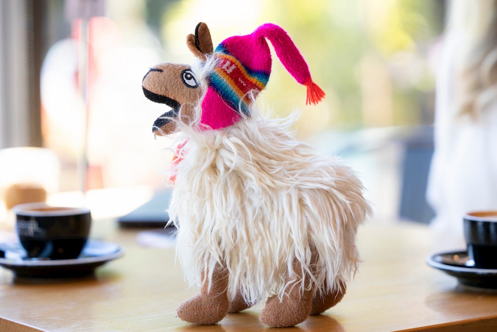 A fluffy llama wearing a pink hat on the table at The 5:30am Club 
