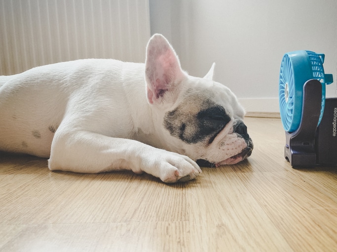 Keeping pets cool: a french bulldog lays on the ground indoors in front of a fan