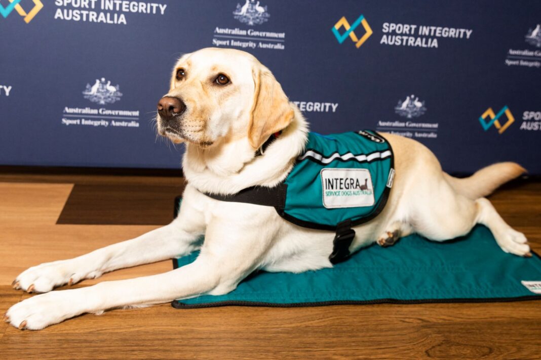 Canberra assistance dog Libby, a Labrador from Integra Service Dogs Australia