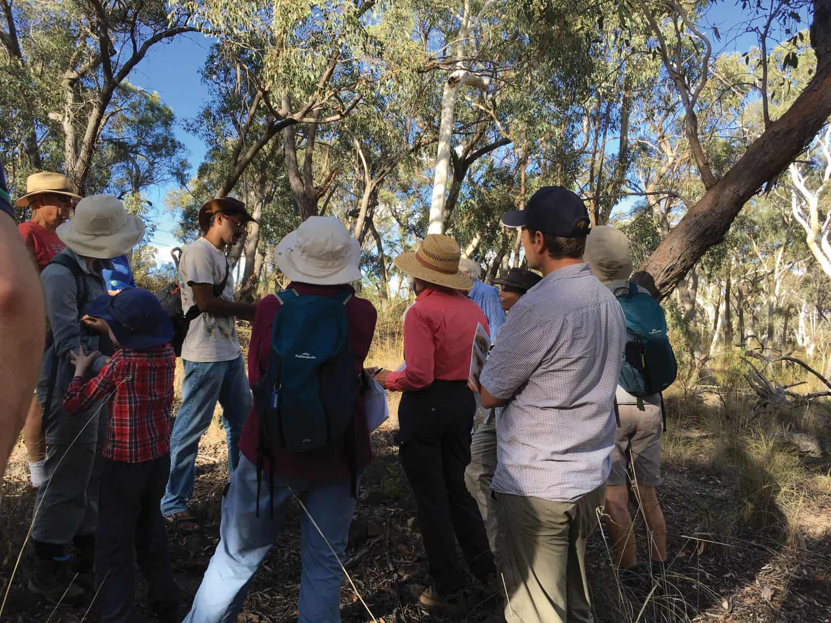 Have you heard? Ants on Black Mountain ramble | Canberra Daily