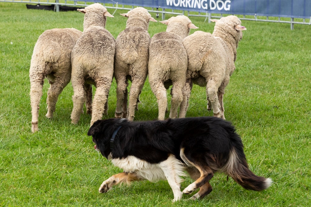 Five sheep stand side by side facing away from the camera while a black border collie with white legs herds them, practicing for the National Sheepdog Trial Championships