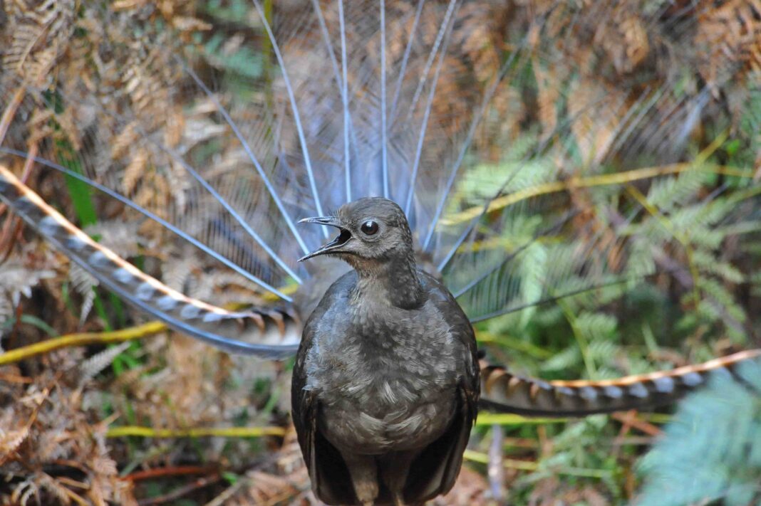male lyrebird singing with his tail feathers on display