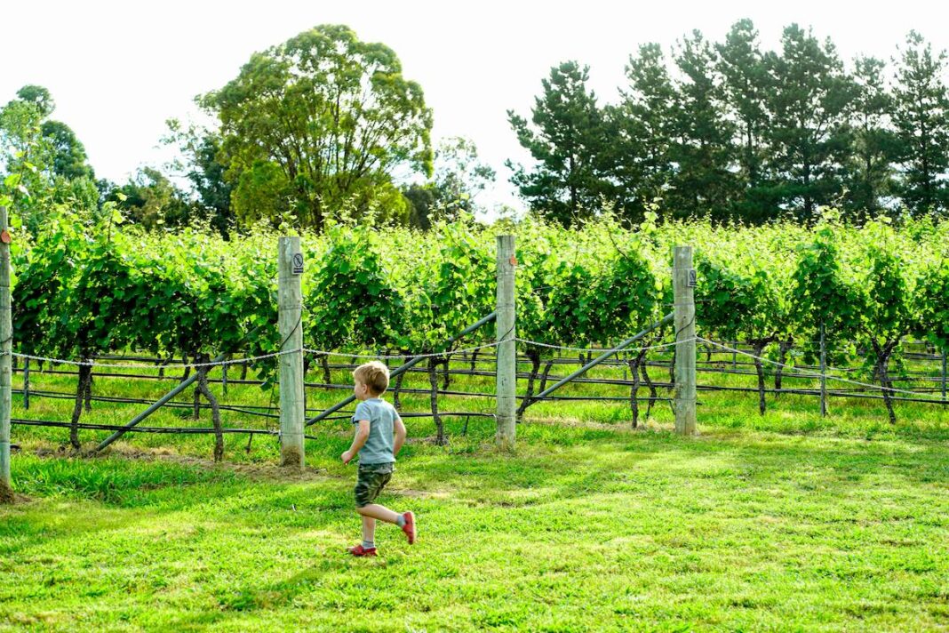 A child runs through the vines at Four Winds Vineyard, which makes cool climate Canberra wines