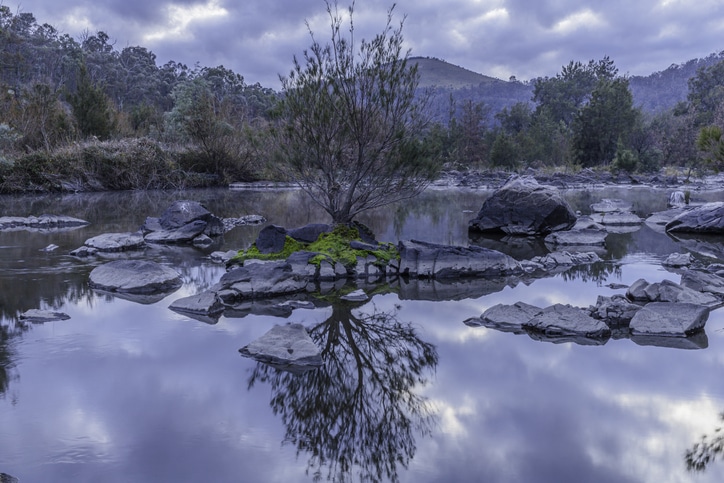 ree growing on a mossy rock in the Murrumbidgee River at Kambah Pool, ACT, Australia on a winter morning in June 2020