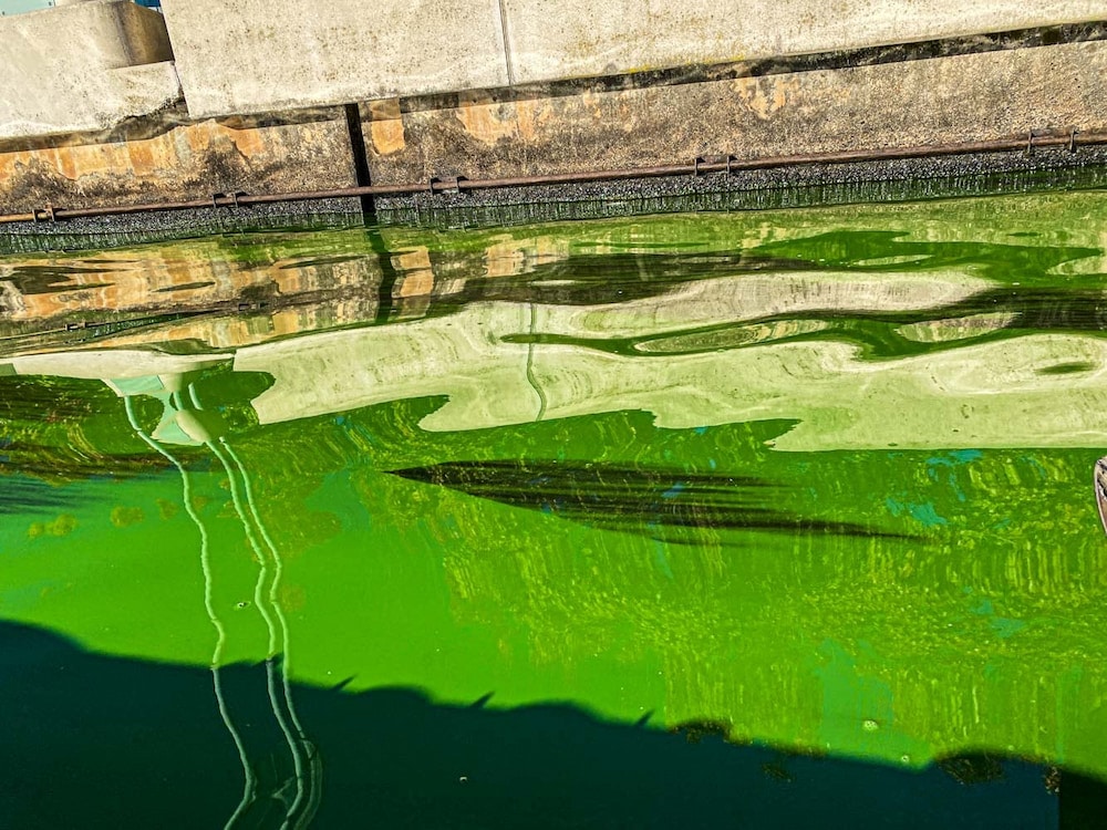 Canberra blue-green algae