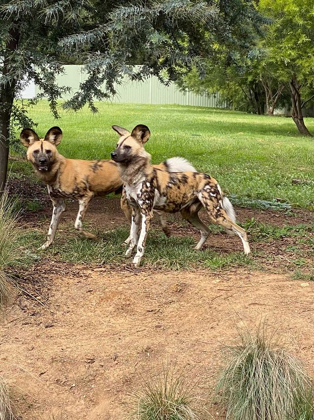 Canberra Zoo painted dogs