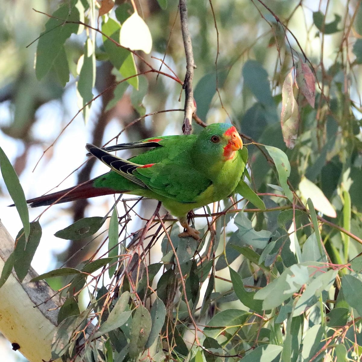 swift parrot perched in tree