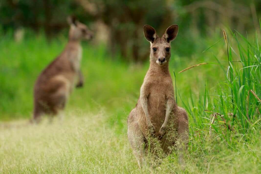 Two Eastern Grey Kangaroos in long green grass