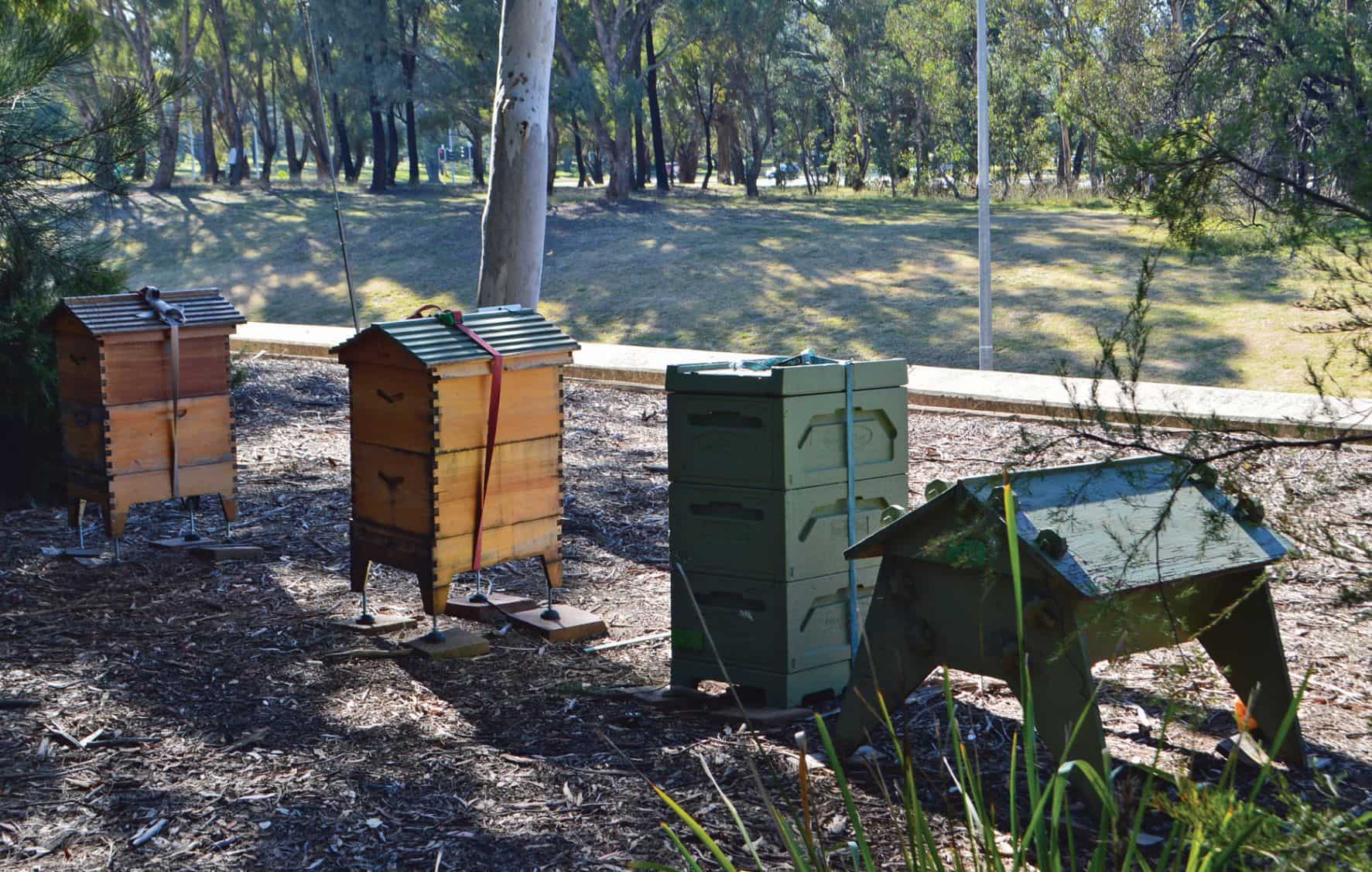 Parliament House beehives