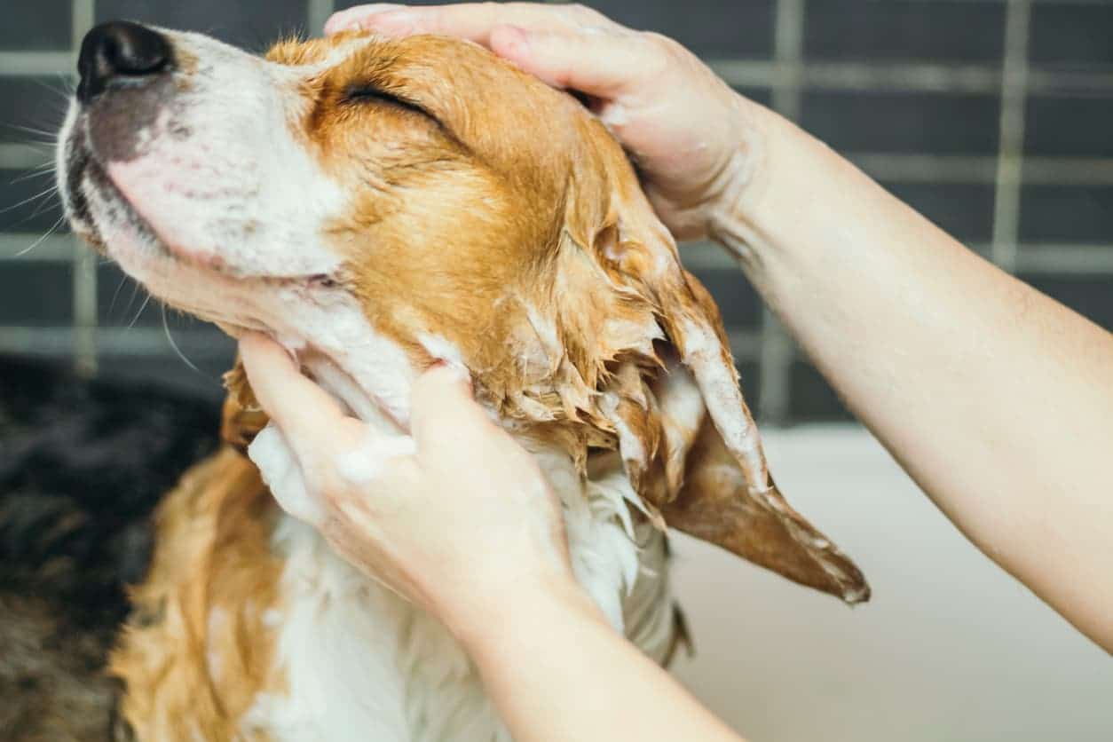 Canberra's best dog groomers