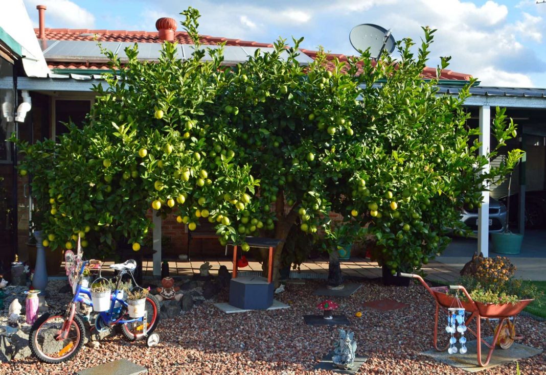 A huge lemon tree bearing lots of fruit