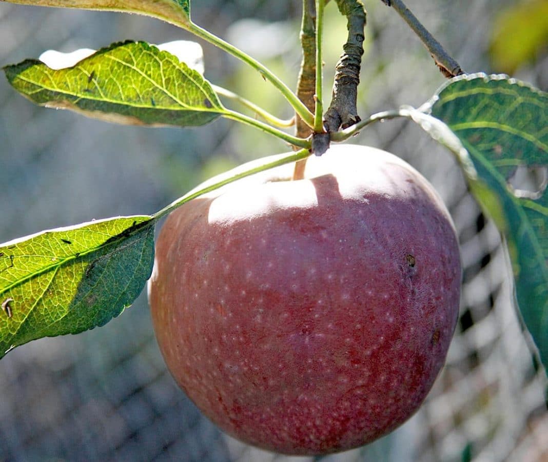 red delicious apple on tree