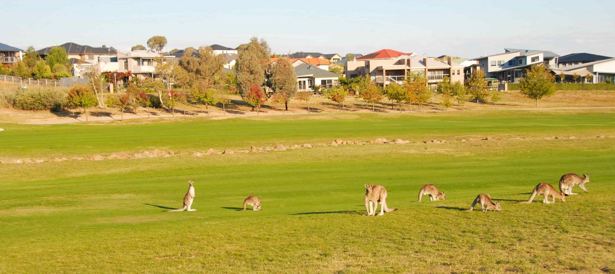 Kangaroos Canberra