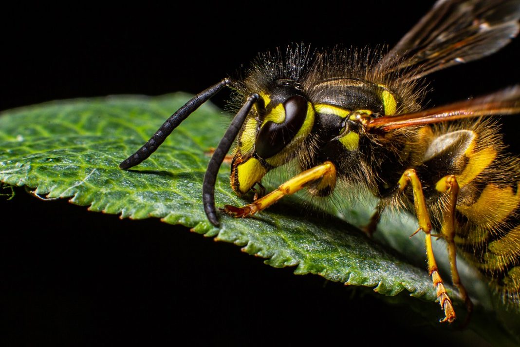 European wasp. Photo: Volodymyr Sorin (WIkimedia Commons).