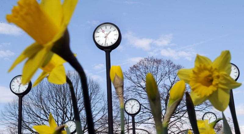 an installation of clocks in a bed of daffodils as a reminder that daylight saving time starts this long weekend
