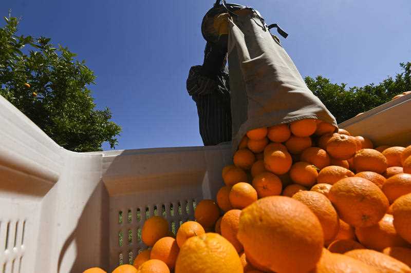 Fruit picker Wayne Smith harvests oranges on a farm near Leeton, NSW