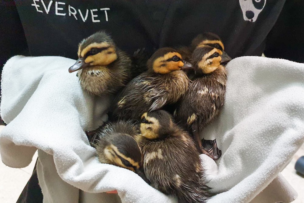 ducklings resuced railway Melbourne