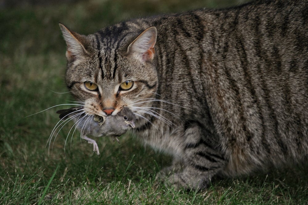 protect wildlife feral cats