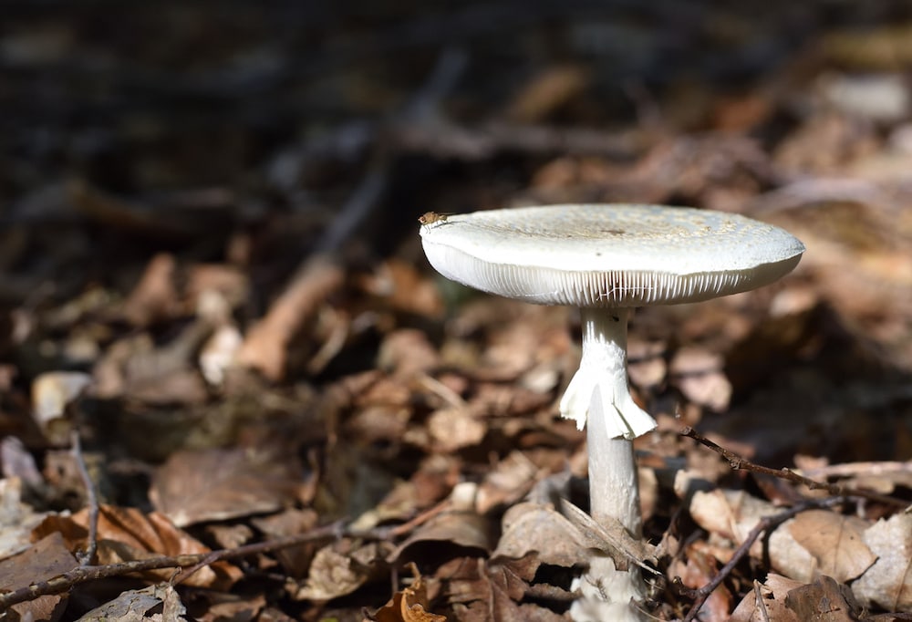 death cap mushrooms found in ACT