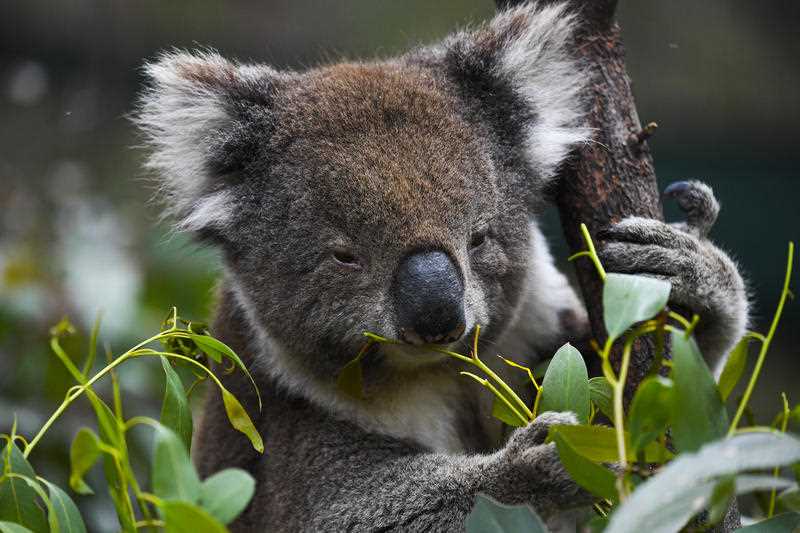 A koala is seen eating gum leaves at the Tidbinbilla Nature Reserve near Canberra