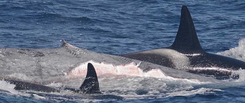 a group of killer whales is seen hunting and killing the blue whale – the largest living mammal on earth, in a world-first discovery.