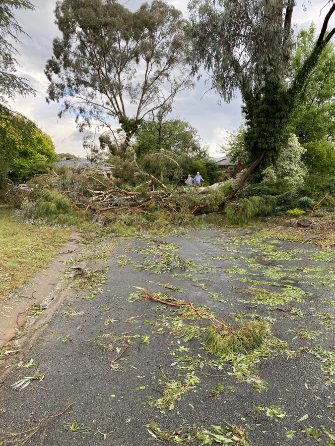 Tree damage in Hawker. Photo: Tiffany King.